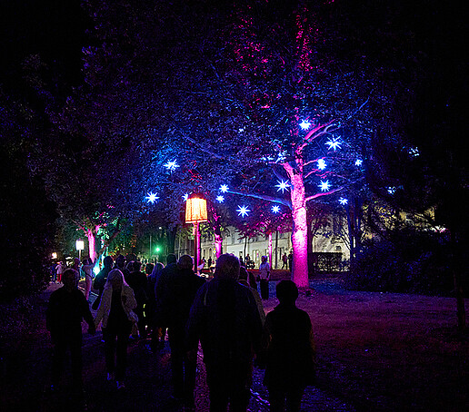 Herrnhuter Sterne erleuchten einen Baum am Stadtring.