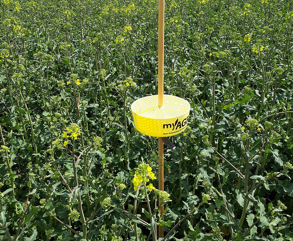 Untersuchungsfläche mit Raps bei Hischfelde