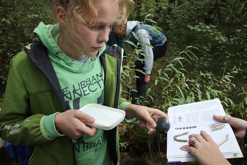 Bestimmung im Grundbach gefunder Kleinstlebewesen 