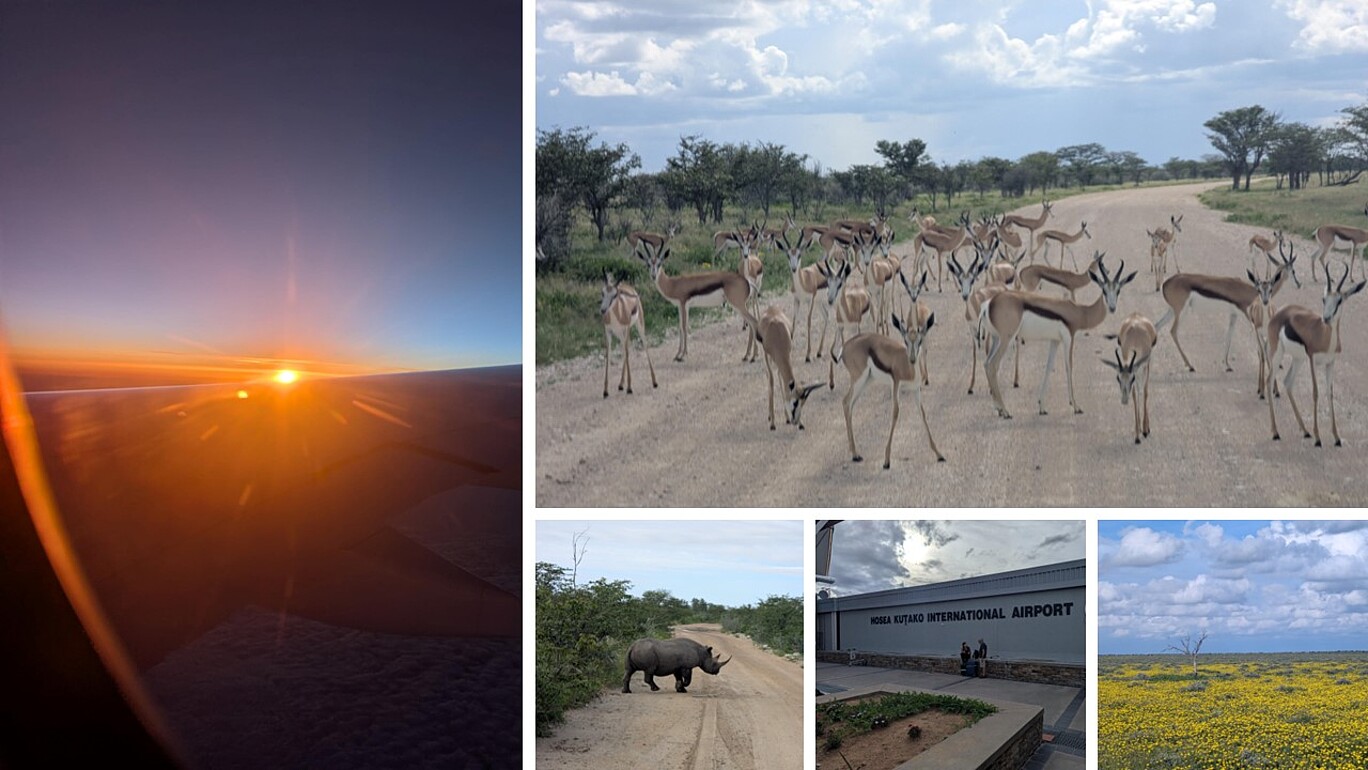 Diese Collage fasst den Abschied von einer eindrucksvollen Namibia-Reise visuell zusammen – mit Momenten aus der Luft, aus der Tierwelt und von der Rückreise.  Das große Bild links zeigt einen spektakulären Sonnenaufgang aus dem Flugzeugfenster, aufgenommen über den Wolken. Die Flügelspitze ist sichtbar, während das warme Licht der aufgehenden Sonne den Himmel in Orange- und Violetttöne taucht – ein symbolischer Moment der Rückreise und Reflexion.  Rechts oben ist eine Herde Springböcke zu sehen, die eine unbefestigte Straße in einem namibischen Wildpark überquert. Die Tiere blicken teilweise direkt in die Kamera – eine typische Szene aus dem offenen Savannengelände, das für seine reiche Tierwelt bekannt ist.  Links unten erkennt man ein einzelnes Nashorn auf einer Piste inmitten dichter Vegetation. Das Bild unterstreicht den Respekt und die Faszination, die die Begegnung mit Wildtieren in ihrem natürlichen Lebensraum auslöst.  In der Mitte unten sieht man den Eingangsbereich des Hosea Kutako International Airport bei Windhoek. Die Aufnahme zeigt Reisende vor dem Gebäude – ein stiller Hinweis auf Ankunft oder Abreise.  Rechts unten rundet ein Landschaftsbild mit einer weitläufigen Wiese voller gelber Wildblumen die Collage ab. Der Himmel ist teils bewölkt, ein einzelner kahler Baum steht im Kontrast zur bunten Fläche – ein friedlicher, fast poetischer Abschluss eines facettenreichen Aufenthalts in Namibia.