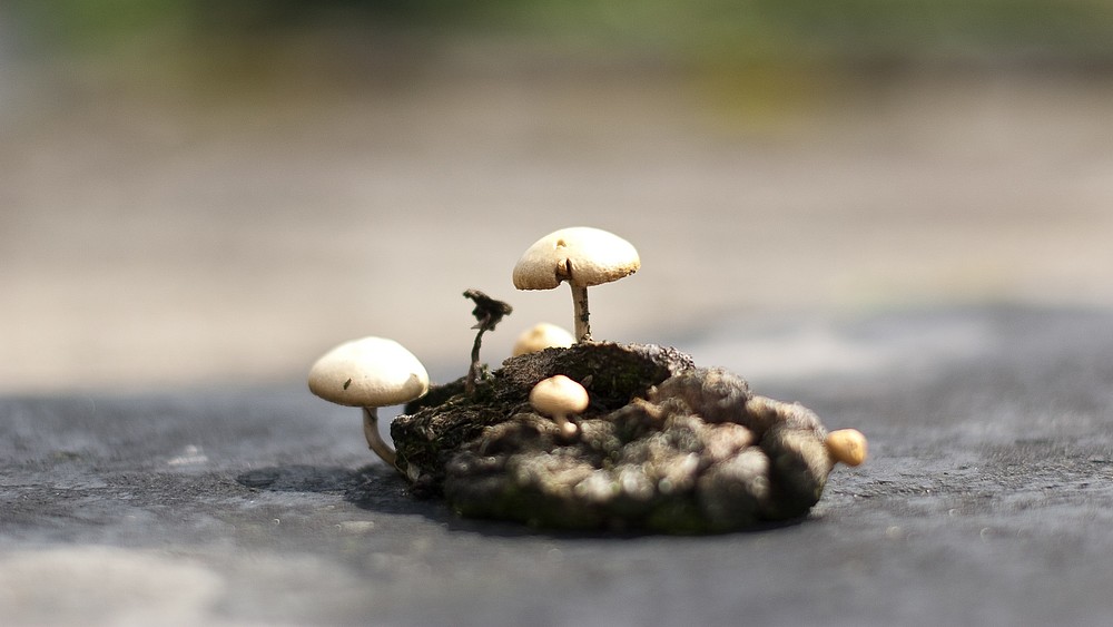 Fotografie eines Pilzes