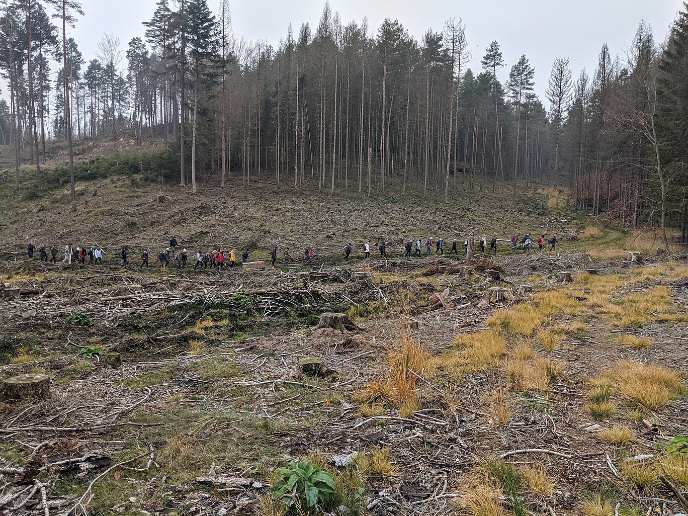 Waldfläche die abgestorben und abgeholzt ist