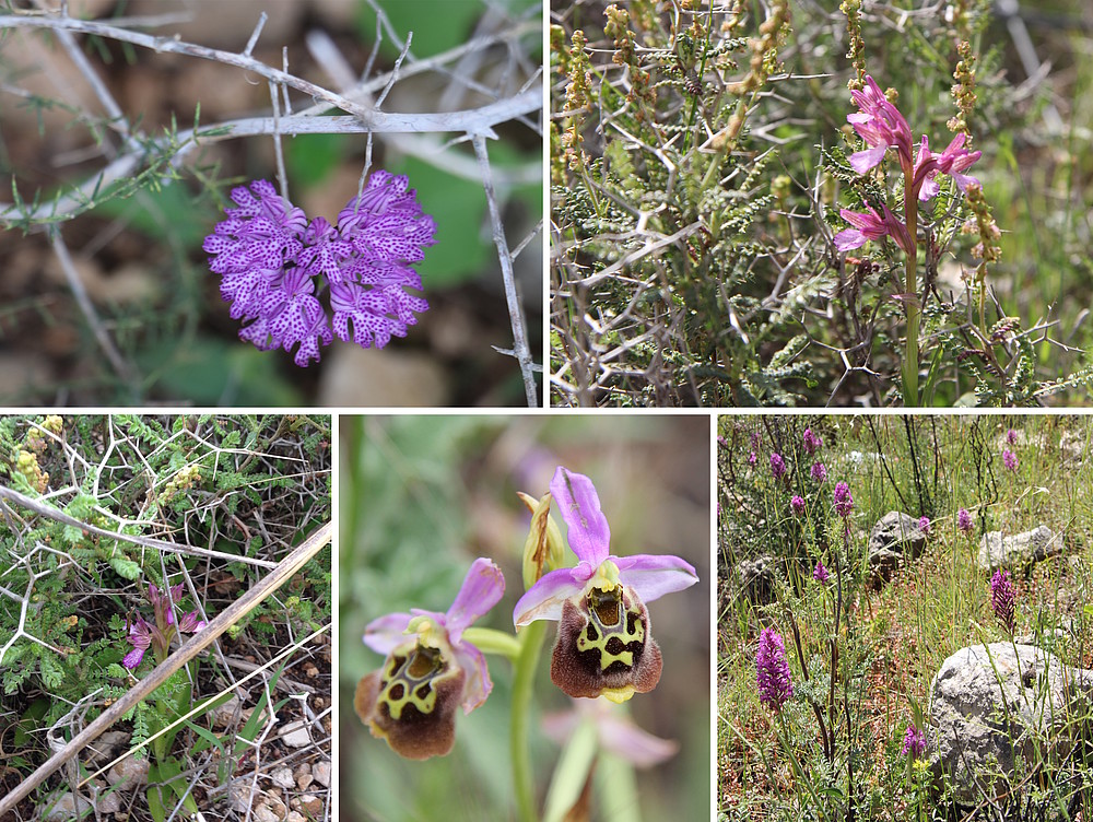 Fotografien von Orchideen