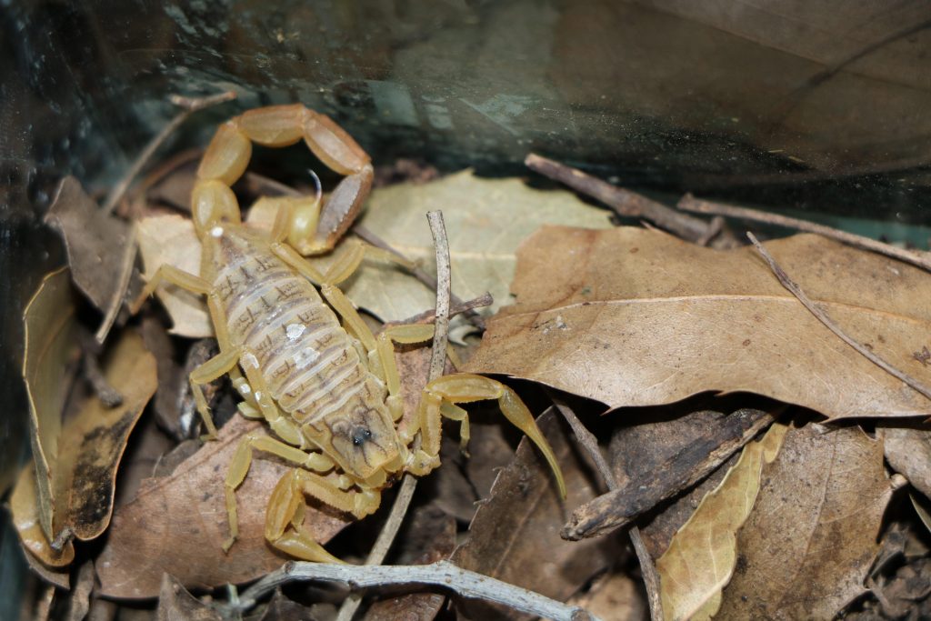 Gelber Mittelmeerskorpion